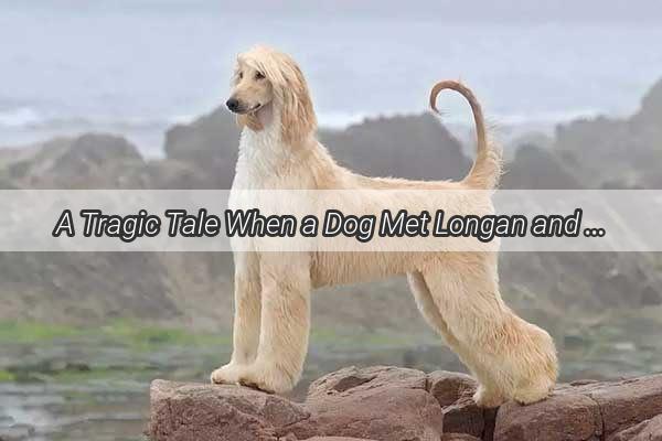 A Tragic Tale When a Dog Met Longan and Lost Its Mobility